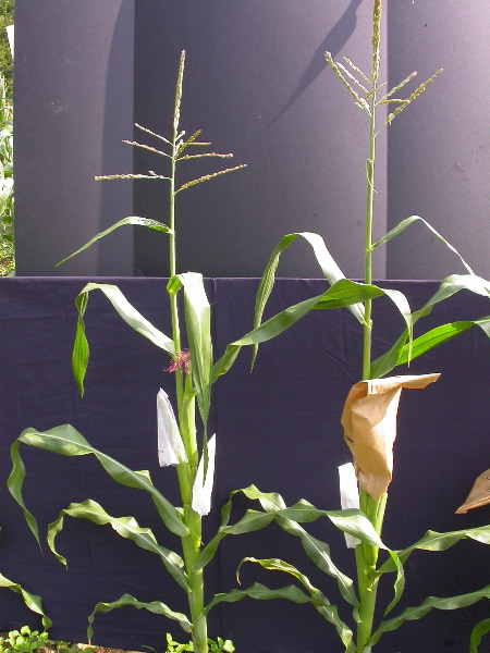 1554_zb4_P1-wr_105A_2616