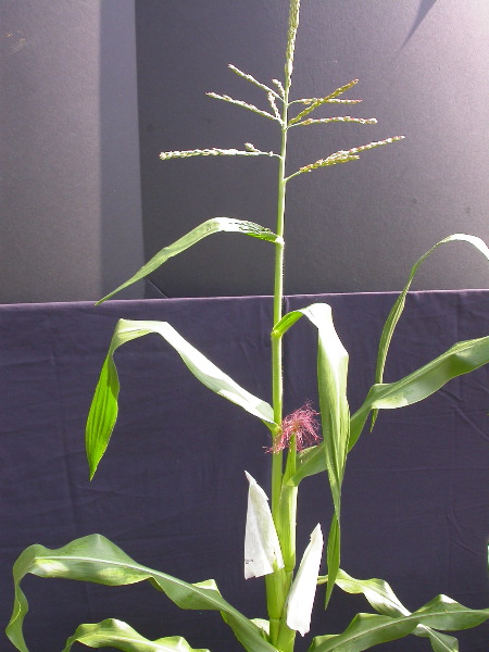 1554_zb4_P1-wr_105A_2617