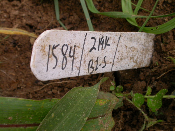 1584_B1_R1_pl1_219K_2580