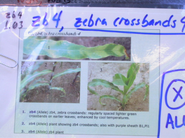 1555_zb4_p1-ww_105B_1387