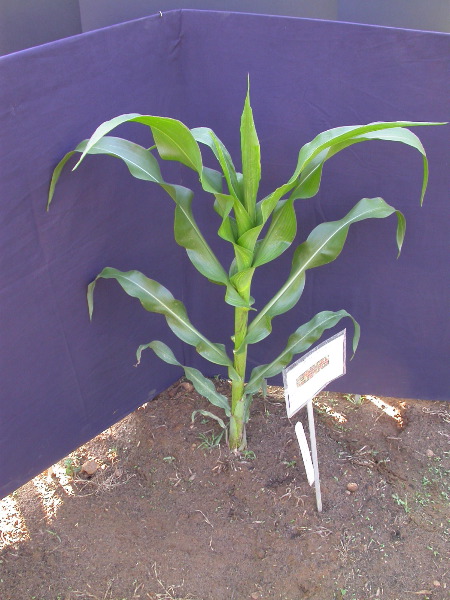 1589_B1-Bh_Pl1_228E_1604