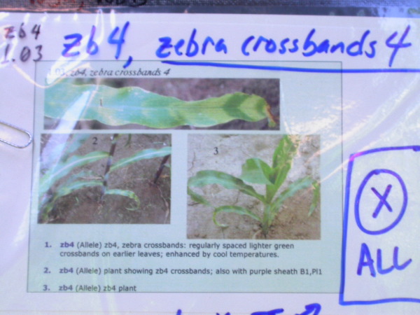 1555_zb4_p1-ww_105B_1388