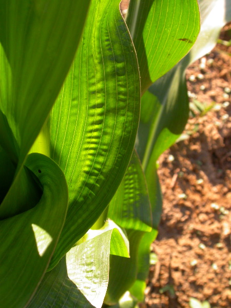 1589_B1-Bh_Pl1_228E_1631