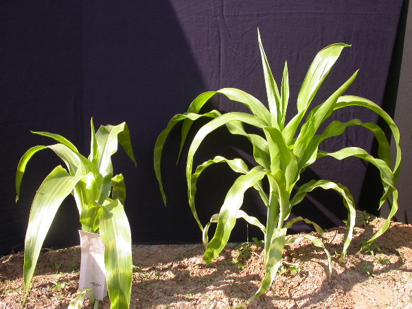 1555_zb4_p1-ww_105B_1389