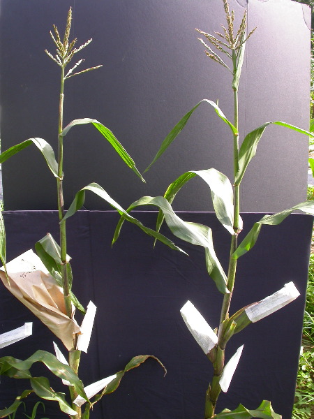 1589_B1-Bh_Pl1_228E_4054