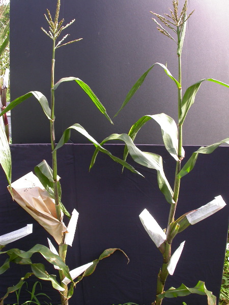 1589_B1-Bh_Pl1_228E_4055