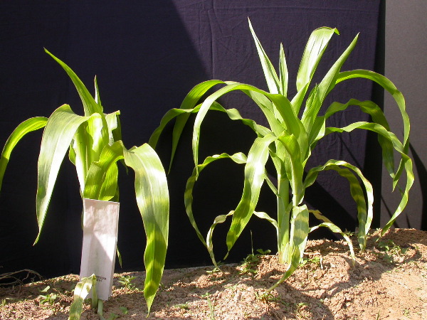 1555_zb4_p1-ww_105B_1390