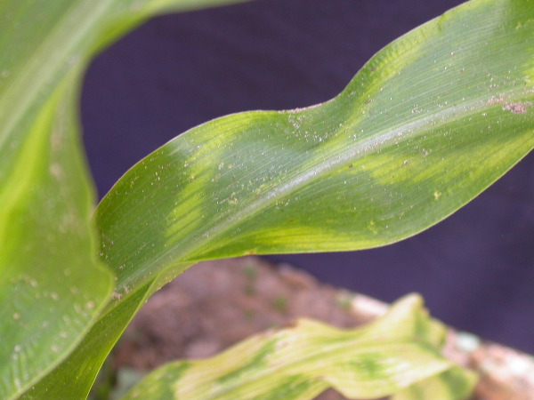 1555_zb4_p1-ww_105B_1391