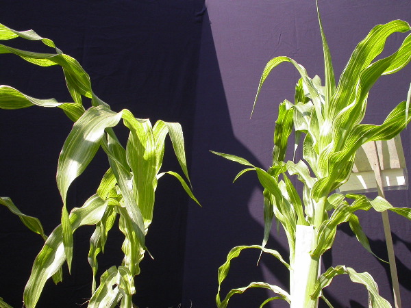 1553_sr_P1-ww_101D_1380