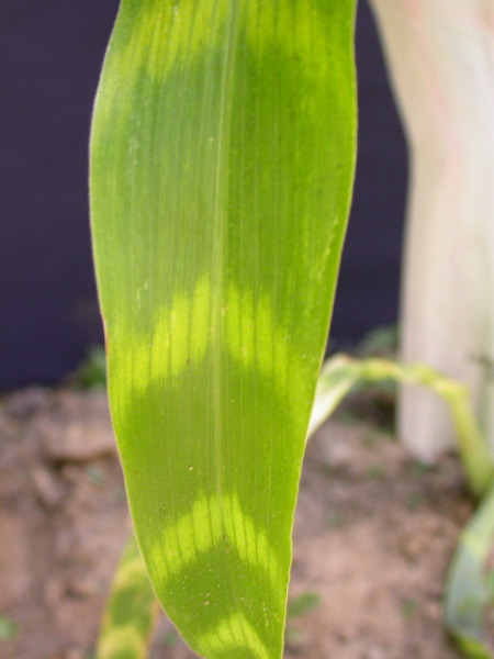 1555_zb4_p1-ww_105B_1392