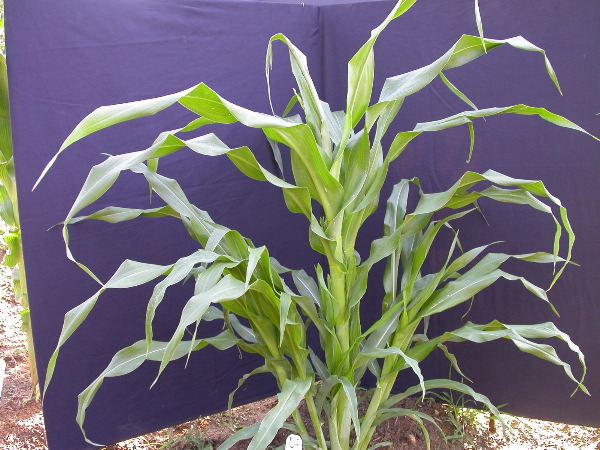 1595_a1-m1-5718_305B_1608