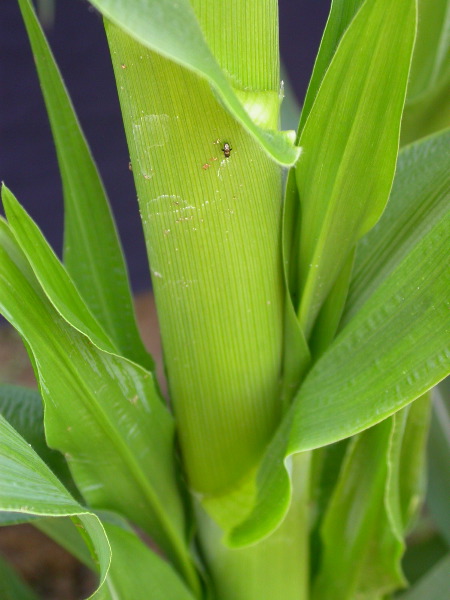 1595_a1-m1-5718_305B_1609