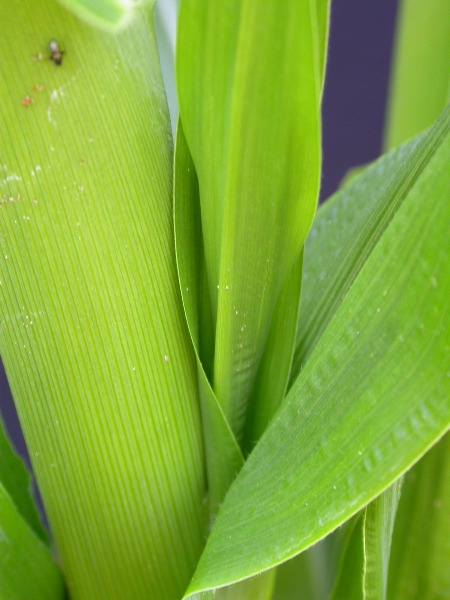 1595_a1-m1-5718_305B_1610