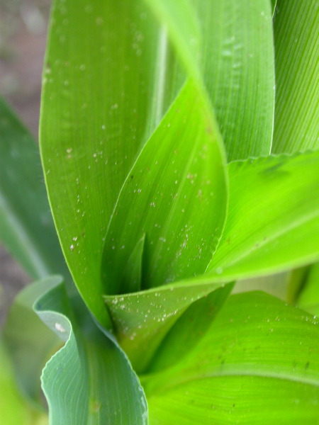 1595_a1-m1-5718_305B_1611