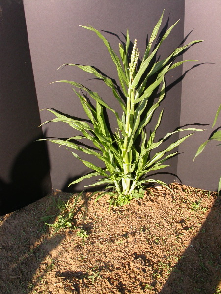 1595_a1-m1-5718_305B_1613