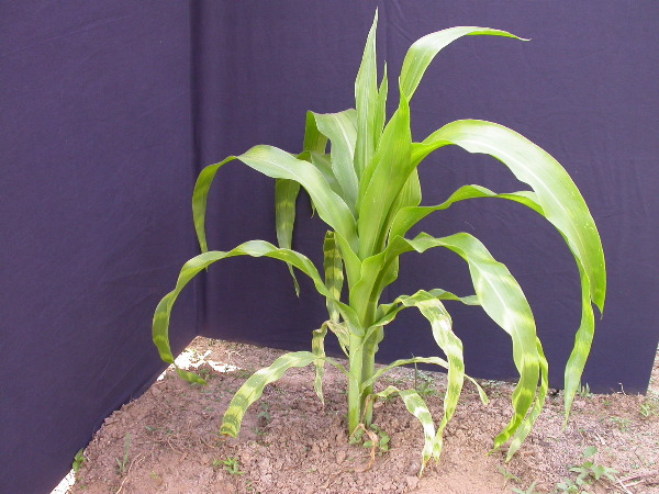 1555_zb4_p1-ww_105B_1394