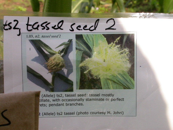 1556_ts2_P1-rr_106B_2630