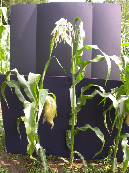 1556_ts2_P1-rr_106B_2631