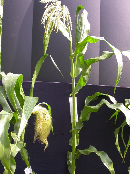 1556_ts2_P1-rr_106B_2632