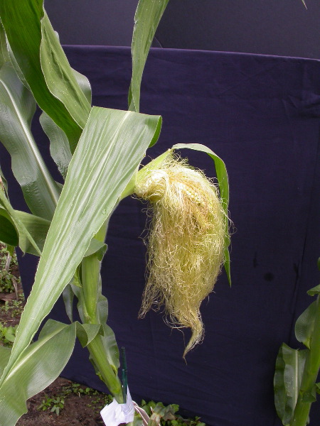 1556_ts2_P1-rr_106B_2633