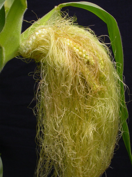 1556_ts2_P1-rr_106B_2634