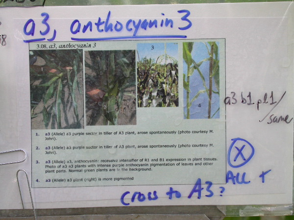 1605_a3_b1_pl1_325G_1438