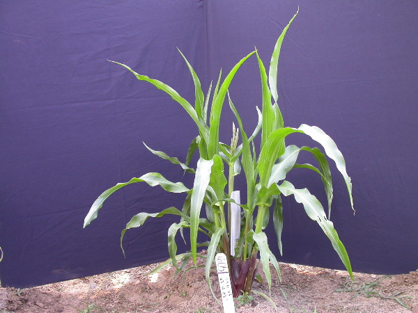 1605_a3_b1_pl1_325G_1440