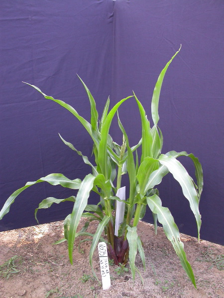 1605_a3_b1_pl1_325G_1441