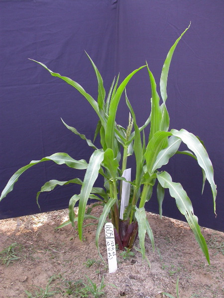 1605_a3_b1_pl1_325G_1442