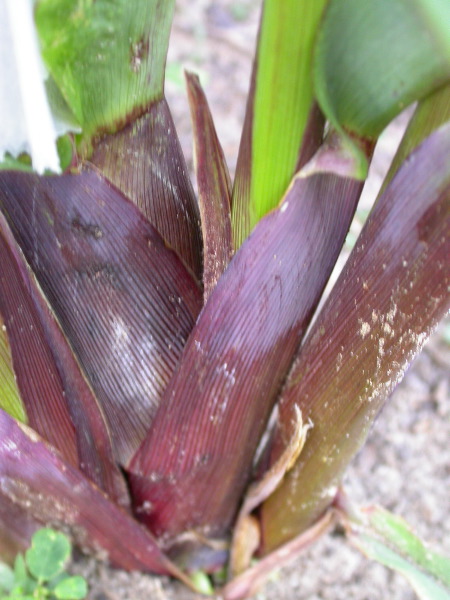 1605_a3_b1_pl1_325G_1443