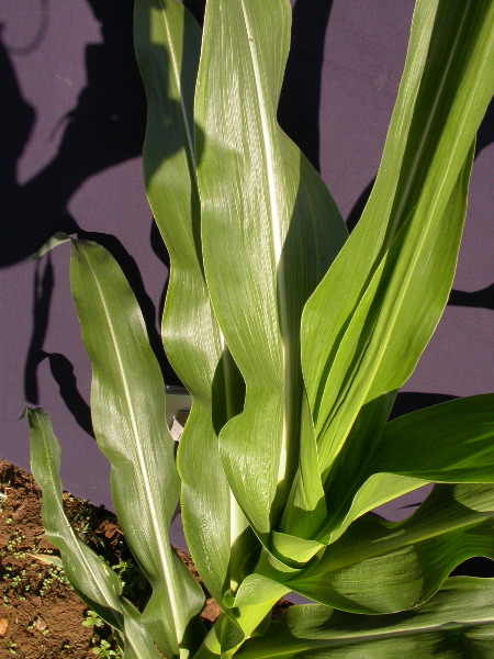 1607_dek5-25_333A_1592