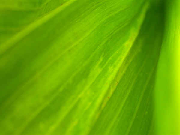 1607_dek5-25_333A_1594