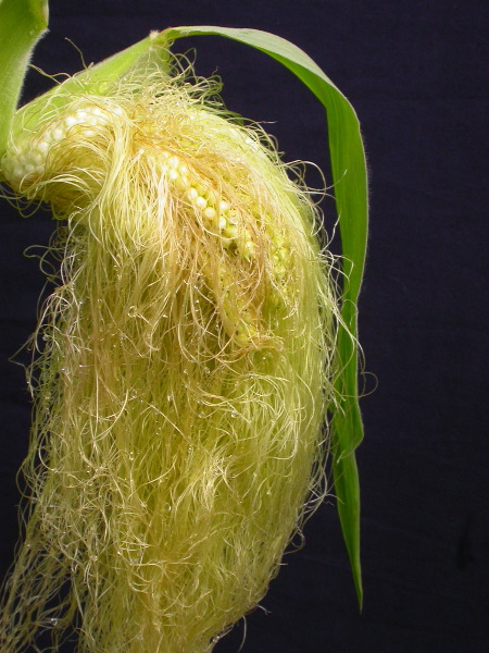 1556_ts2_P1-rr_106B_2638