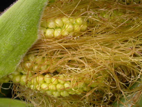 1556_ts2_P1-rr_106B_2642