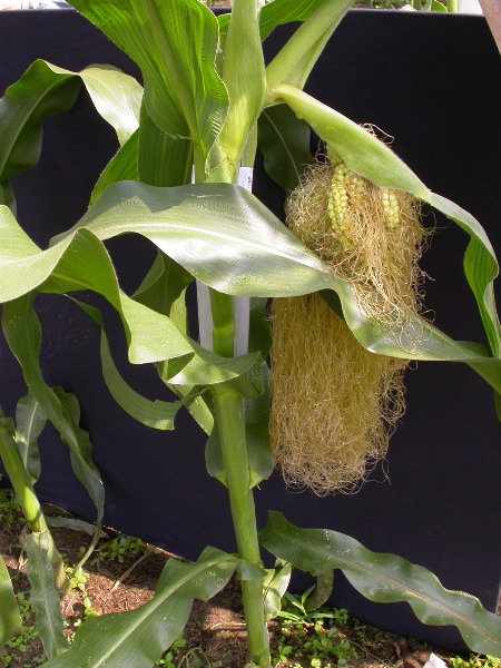 1556_ts2_P1-rr_106B_2643