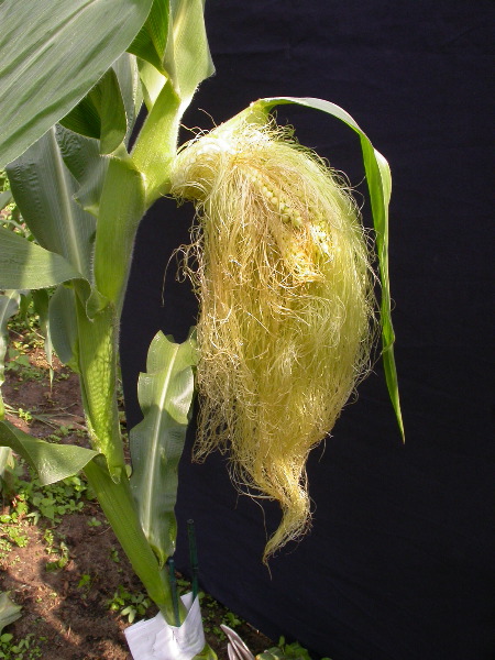 1556_ts2_P1-rr_106B_2644