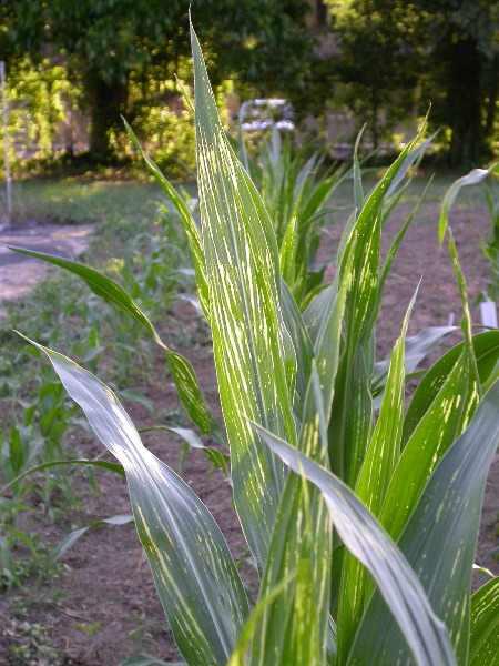 1617_c2-m1_419H_1636