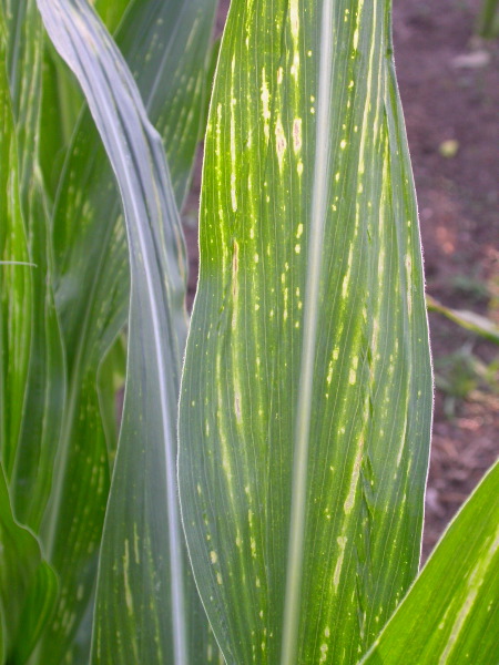 1617_c2-m1_419H_1638