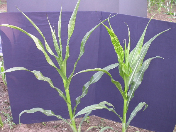 1617_c2-m1_419H_1639