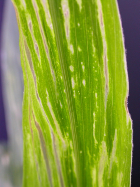 1617_c2-m1_419H_1642