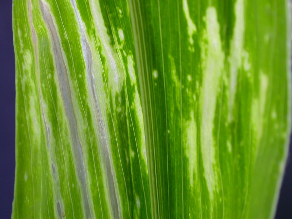 1617_c2-m1_419H_1644