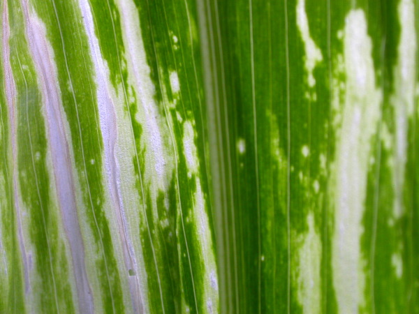 1617_c2-m1_419H_1645