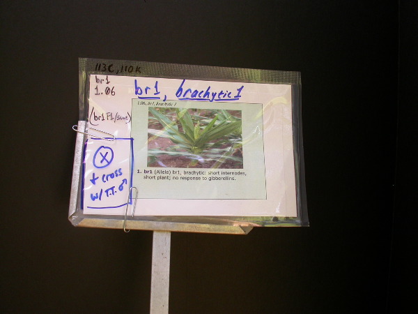 1557_br1_110K_or_113C_1398