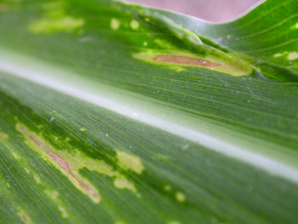 1617_c2-m1_419H_1646