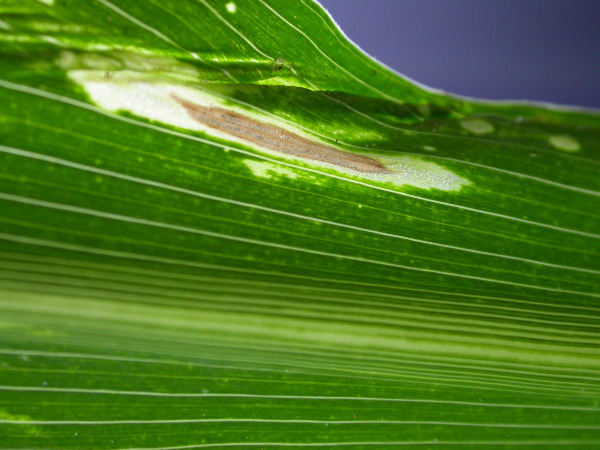 1617_c2-m1_419H_1647