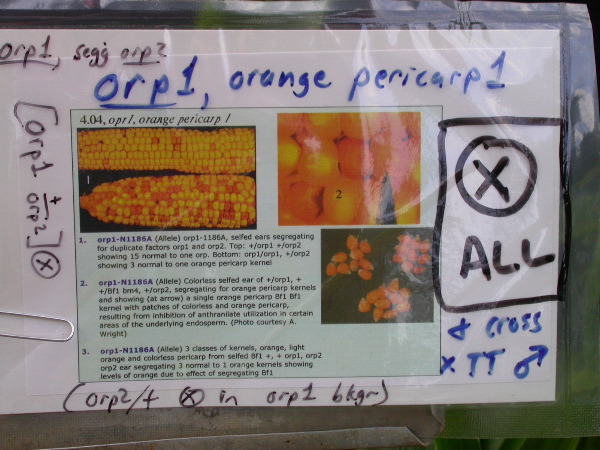 1618_orp1_orp2_427D_1921