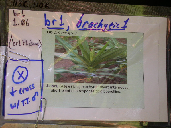 1557_br1_110K_or_113C_1399