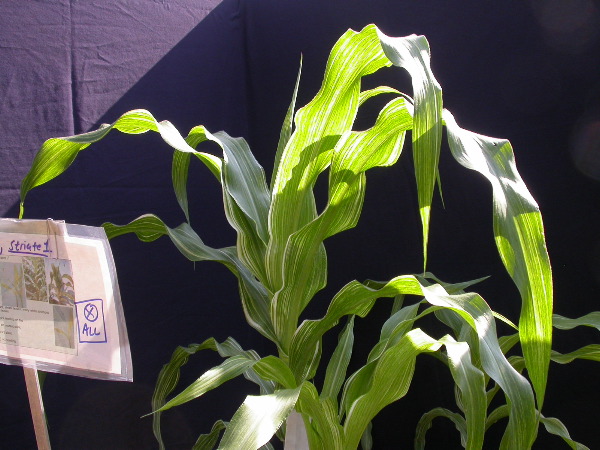 1553_sr_P1-ww_101D_1382