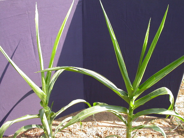 1557_br1_110K_or_113C_1400