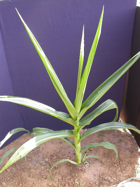 1557_br1_110K_or_113C_1402